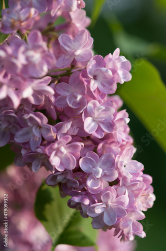 double lilac flowers up close © eugen