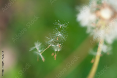 dandelion seed head