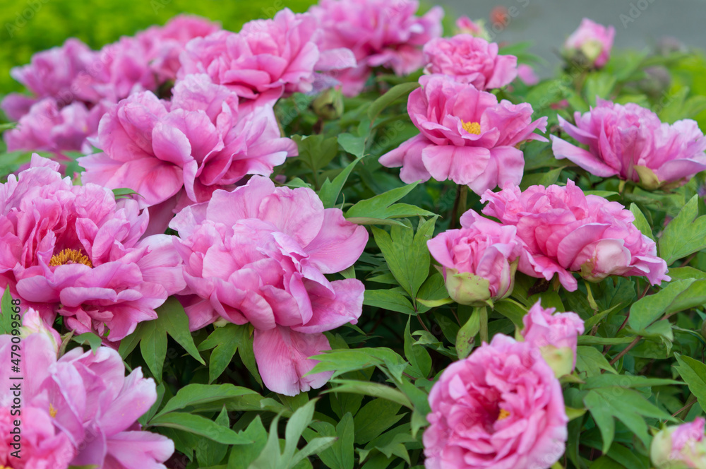 pink tree peony bush in bloom