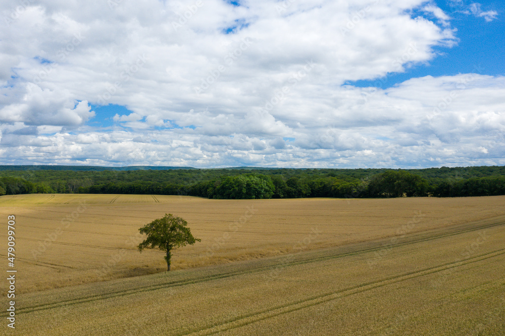 Obraz premium The French Countryside with a tree in a wheat field in Europe, France, Burgundy, Nievre, in summer on a sunny day.