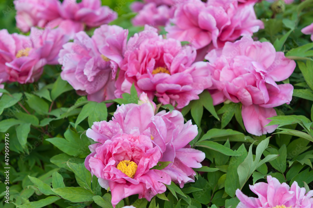 Paeonia × suffruticosa or peonies in blossom Paeonia × suffruticosa or peonies in blossom