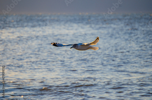 Seagull Morning Raise