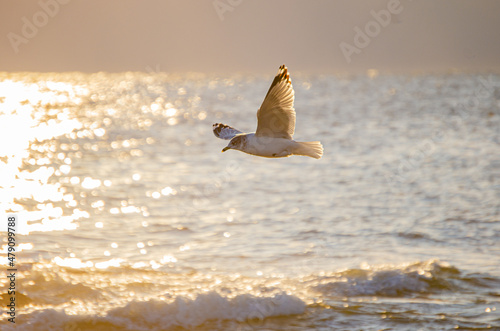 Seagull Morning Raise