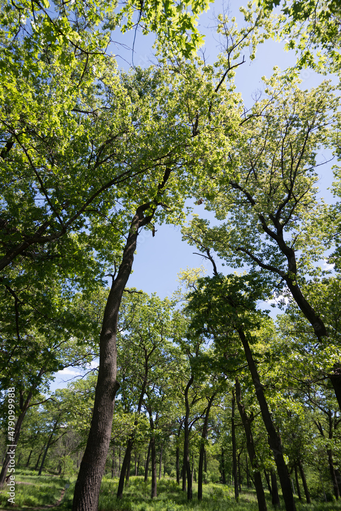 trees in the park trees in the park
