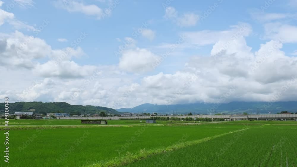 夏の水田と新幹線の高架橋 夏の水田と新幹線の高架橋