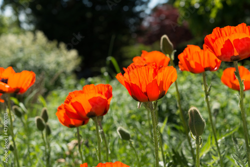 a row of orange flowers in the garden © eugen