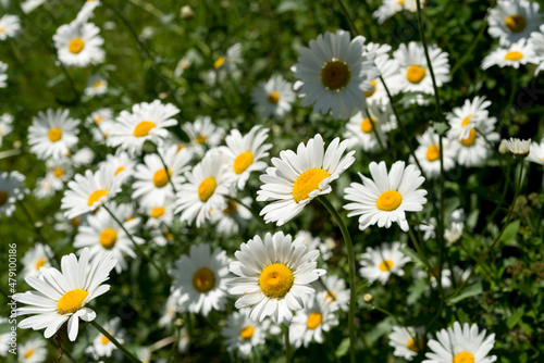 field of daisies