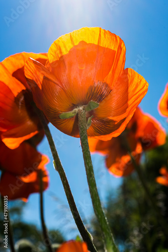 sun shining down on orange flowers in the garden