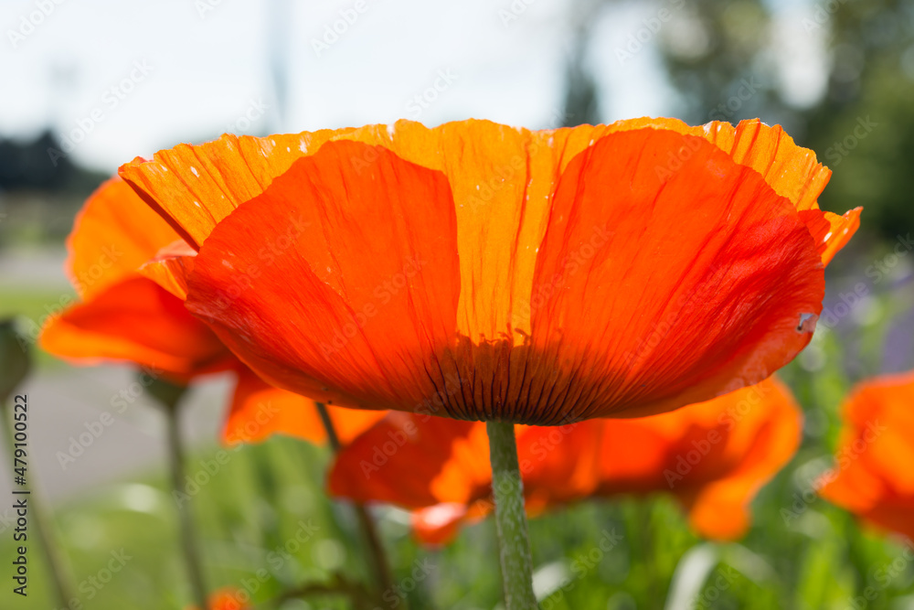 Fototapeta premium flower petals