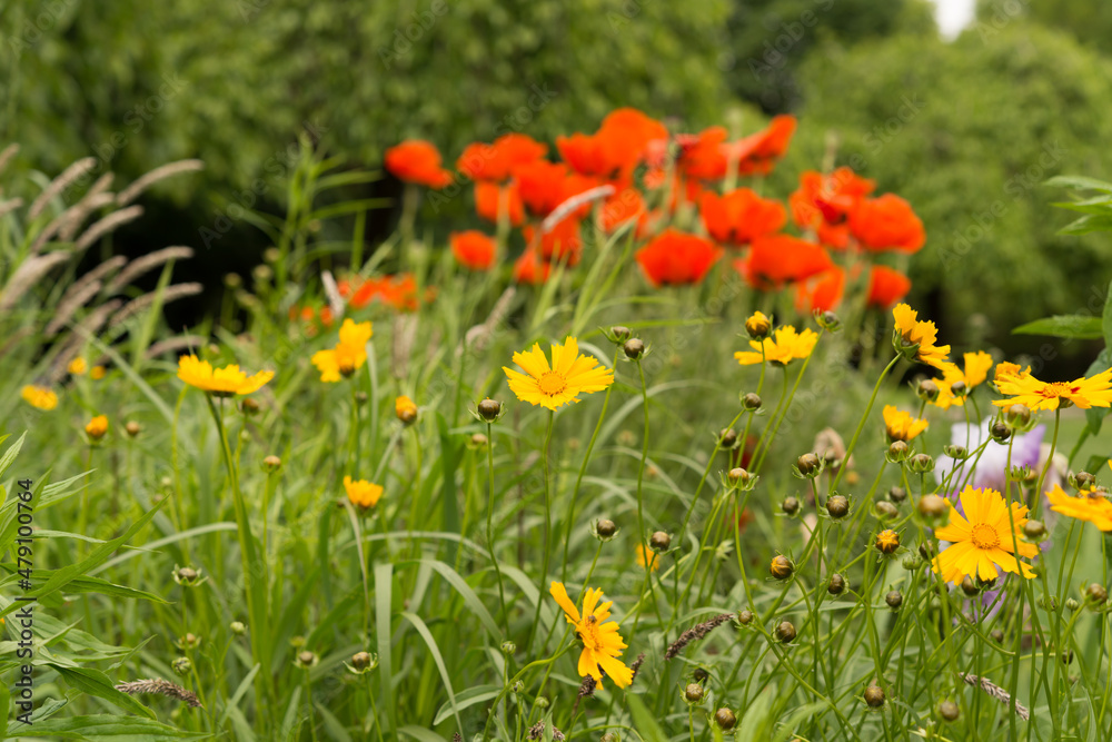 flowers under overcast skies