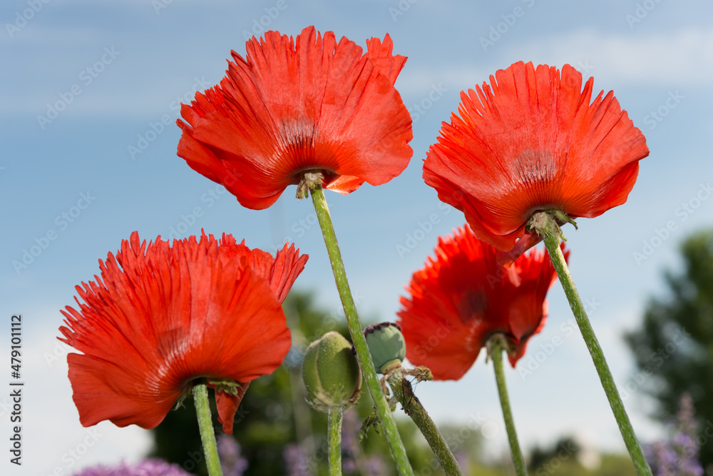 Obraz premium flowers viewed from below photographed against a blue sky