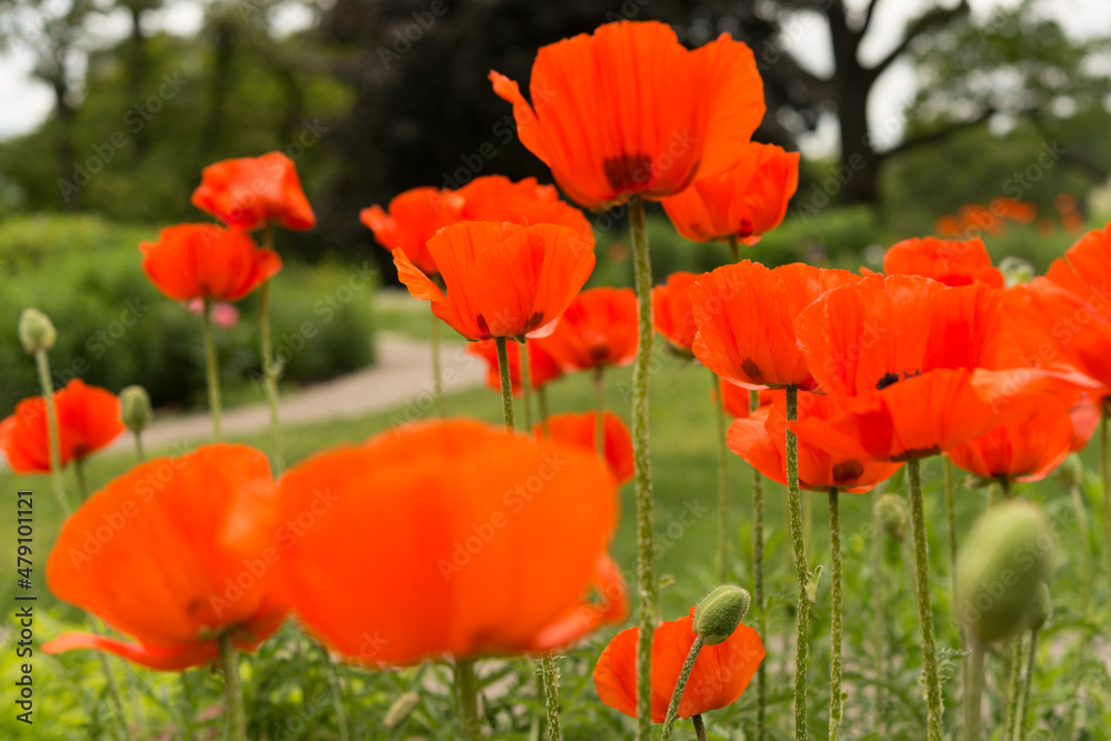 Naklejka premium flowers with path and trees