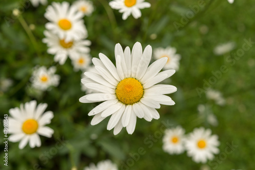 daisies in the garden