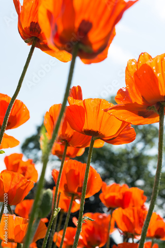 poppies and sky