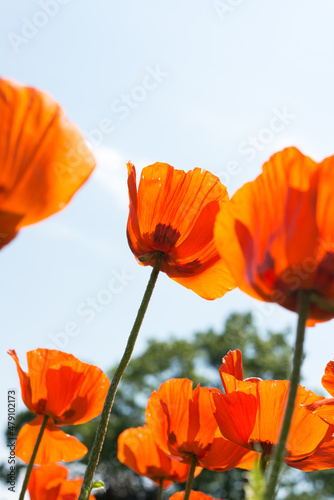 poppies against the sky