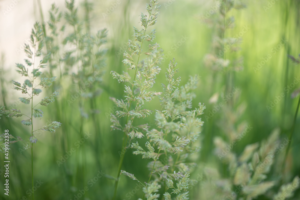 grass background grass background