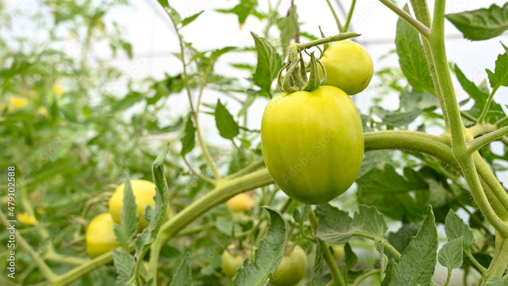 Green tomato growing on the bush in greenhouse. Plantations of young tomato plants, close up. Organic vegetables.