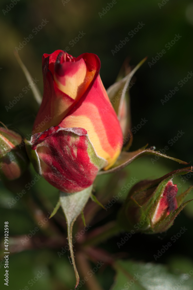 rosa with rare coloration