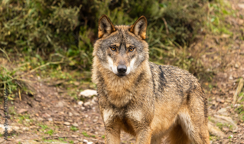Close-up photo of an Iberian Wolf during the beginning of the winter season where their fur is shed.