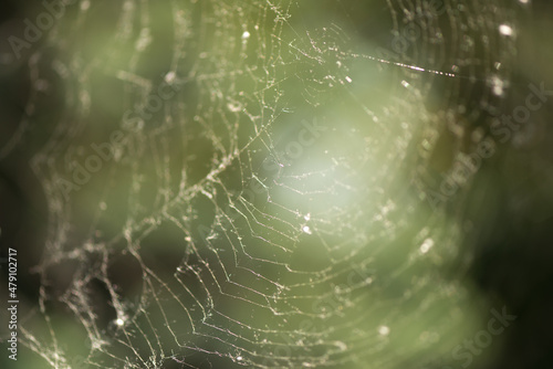 abstract spider web background © eugen