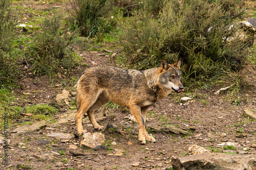 Photo of an Iberian wolf that was rescued from a zoo and lives in semi-freedom in the Iberian Wolf Centre in Zamora, Spain. © Enrique