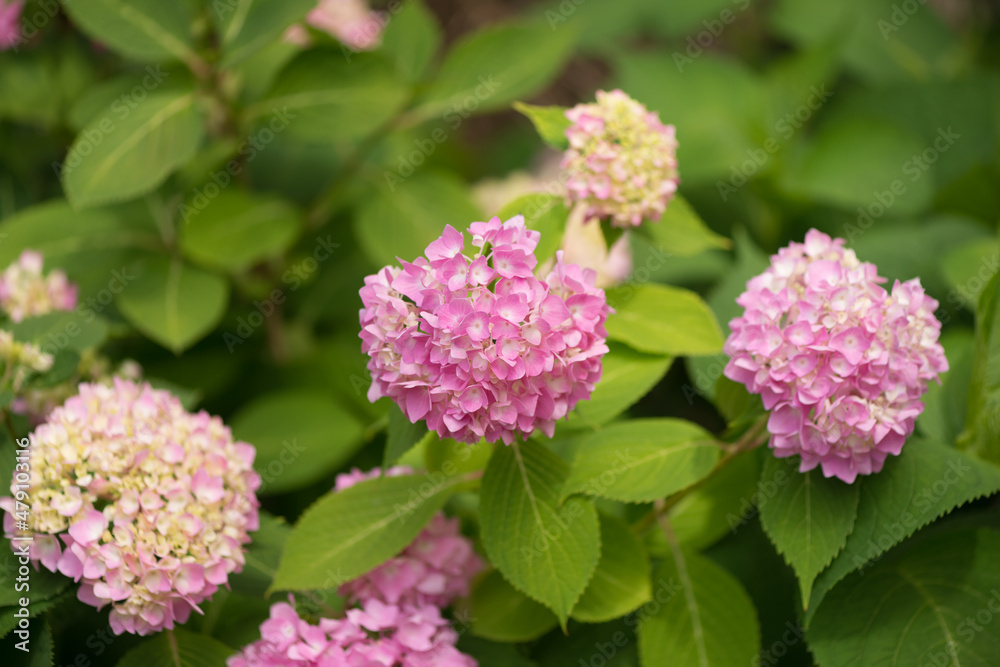 pink hydrangea flowers pink hydrangea flowers