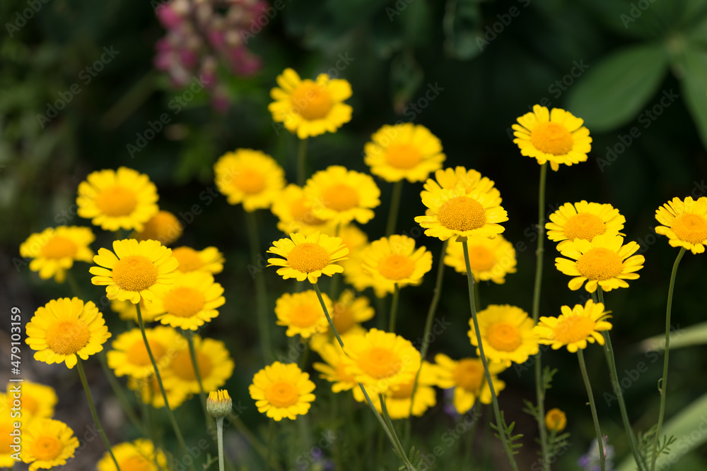 yellow flowers in the garden