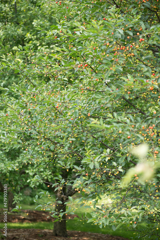 Fototapeta premium fruit trees in the orchard