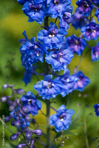 deep blue and violet Delphinium