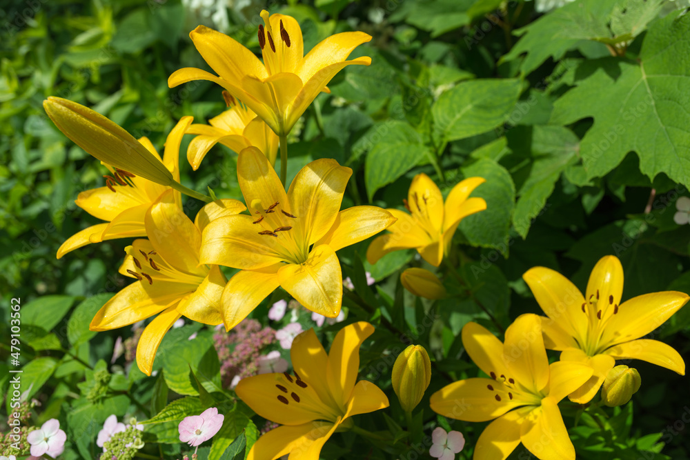 yellow lilies in the garden yellow lilies in the garden
