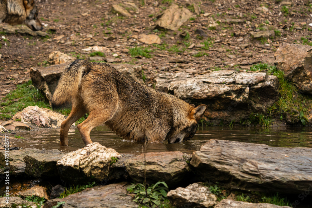 Close-up photo of an Iberian wolf taking a bath in an artificial pond built by the farmers in the mountain so their animals can stop and drink during summer. Close-up photo of an Iberian wolf taking a bath in an artificial pond built by the farmers in the mountain so their animals can stop and drink during summer.