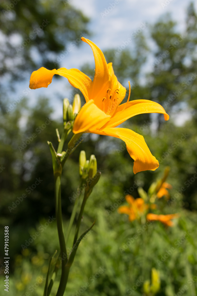 Obraz premium yellow lily flower