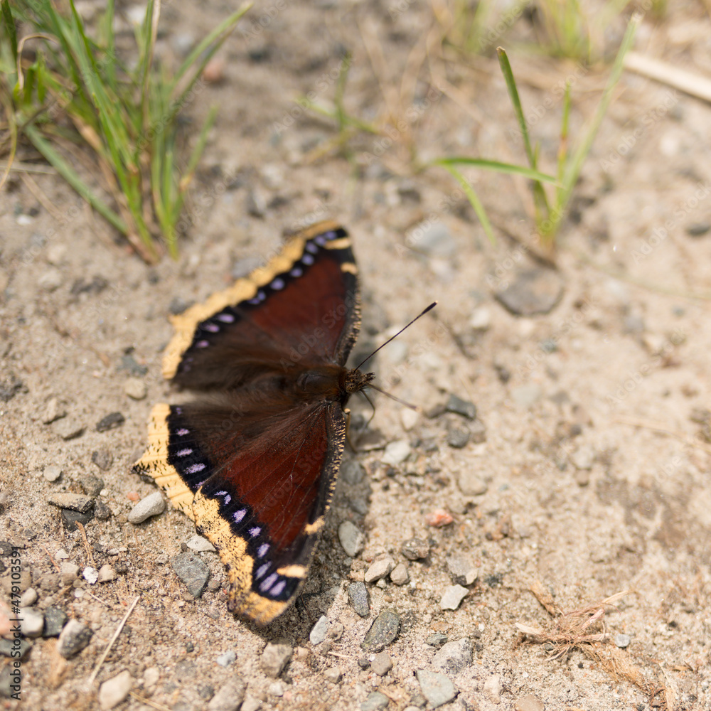 Obraz premium Nymphalis antiopa or mourning cloak (N. Am.) or Camberwell beauty (UK) on a gravel path