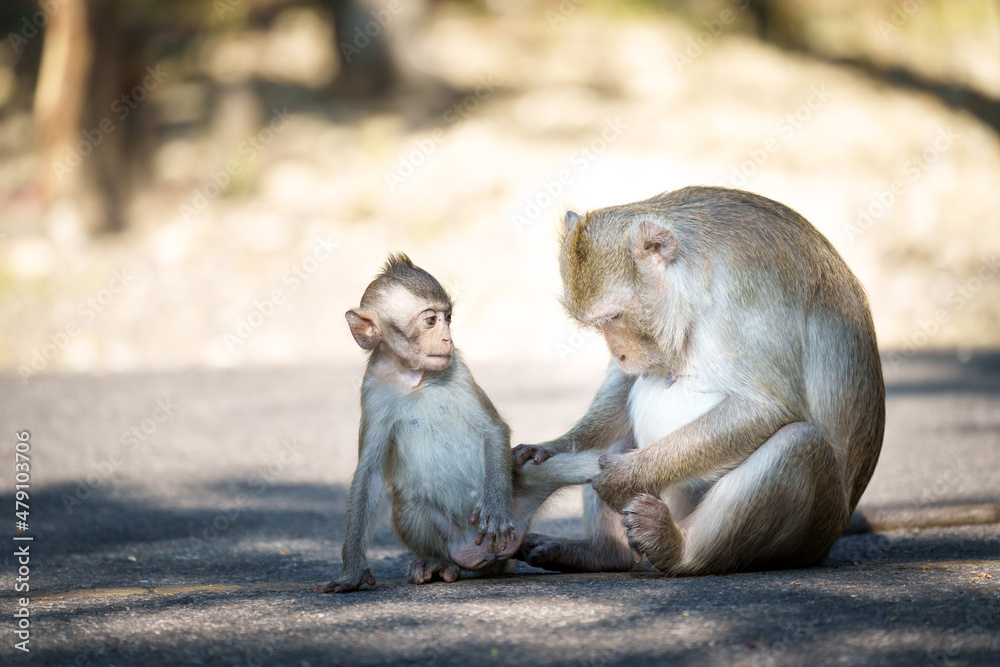A caring monkey mother sat looking for ticks for her son.