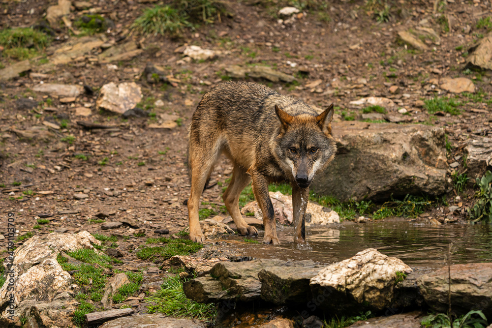 Close-up photo of an Iberian wolf drinking water from an artificial pond built by the farmers in the mountain so their animals can stop and drink during summer. Close-up photo of an Iberian wolf drinking water from an artificial pond built by the farmers in the mountain so their animals can stop and drink during summer.