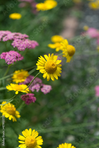 yellow and pink flowers in the garden