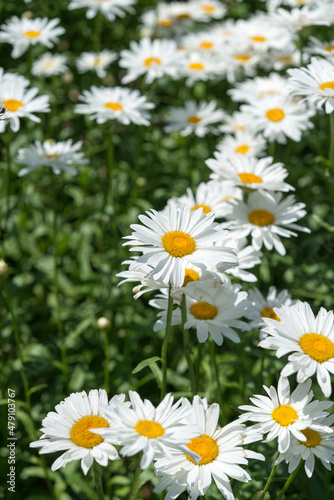 daisies in a field