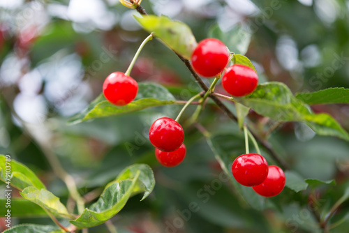 red sour cherries on a branch