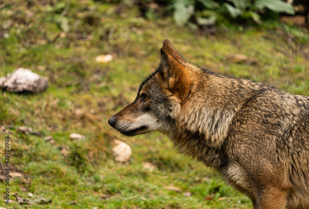 Photo of an Iberian wolf focused on prey that later on was able to escape from him. Zamora, Spain.