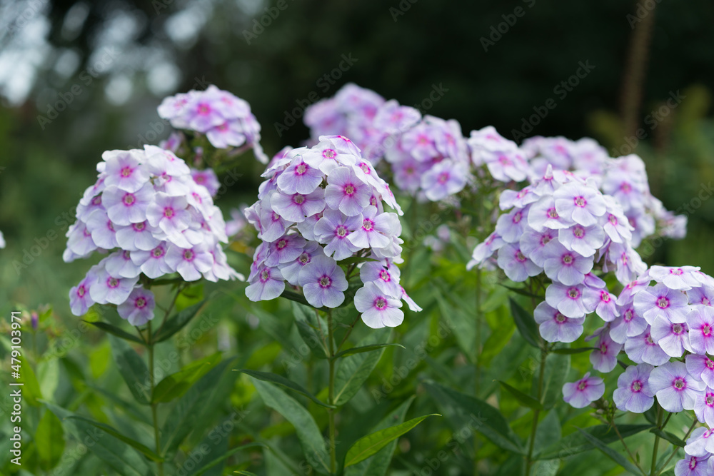 pink Phlox stems in a garden 