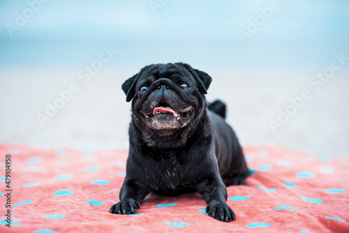 Wesoły czarny mops piesek suczka leży waruje na plaży.