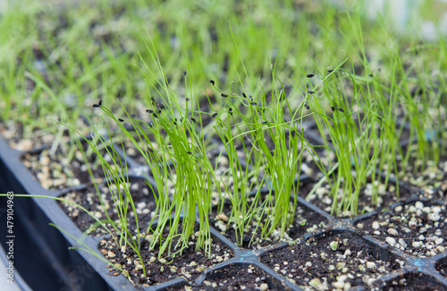 Allium family seedling tray with onion, leek, chives, shallots and garlic chives.