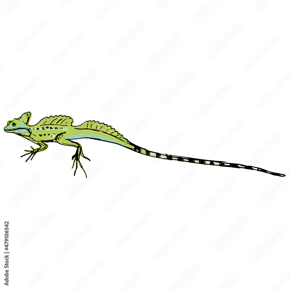 Common basilisk lizard. (Basiliscus Basiliscus). Hand drawn colorful ...