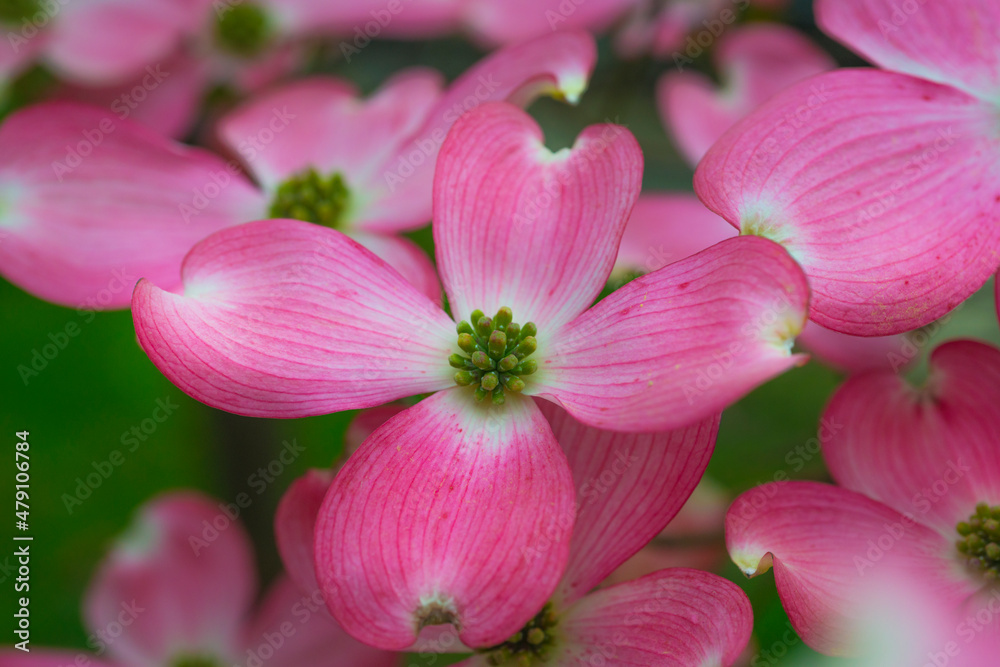 Cornus florida, flowering dogwood. Cornus florida, flowering dogwood.