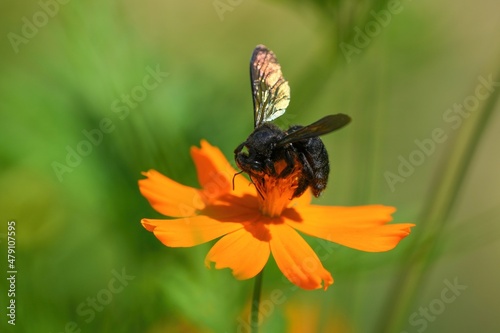 キバナコスモスの花粉を集めるタイワンタケクマバチ © Scott Mirror