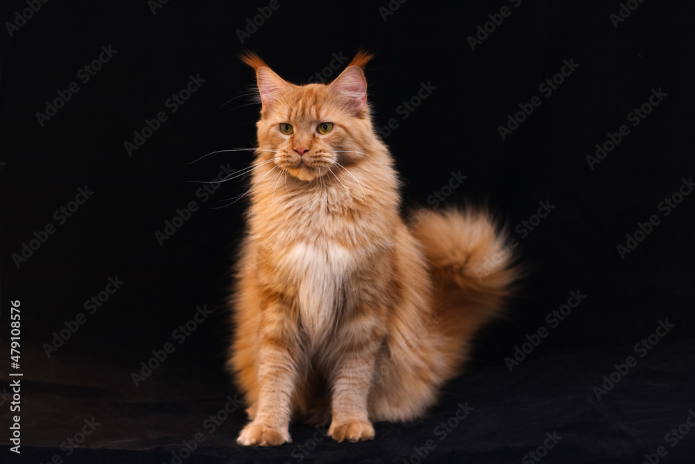 Obraz premium Portrait of a red solid sitting Maine Coon cat on black background.