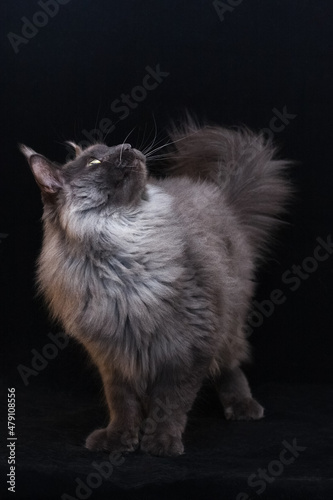 Portrait of a blue smoked standing Maine Coon cat on black background.