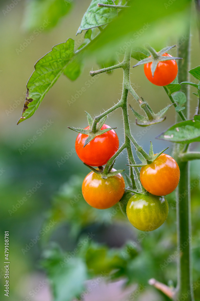 Sweet 100 Tomato plant growing small cherry tomatoes in a kitchen garden, unripe dark green to ripe orange
Sweet 100 Tomato plant growing small cherry tomatoes in a kitchen garden, unripe dark green to ripe orange
