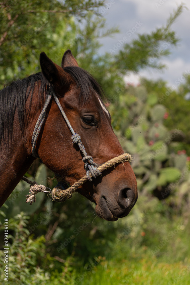 caballo