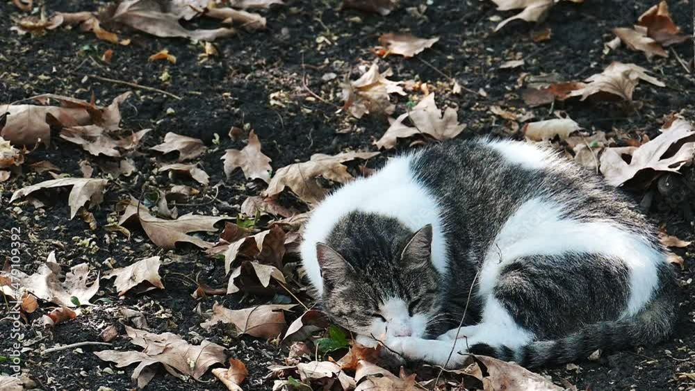 The street cat is chilling on dry leaves. Homeless cat sleeps in slow motion. The street cat is chilling on dry leaves. Homeless cat sleeps in slow motion.